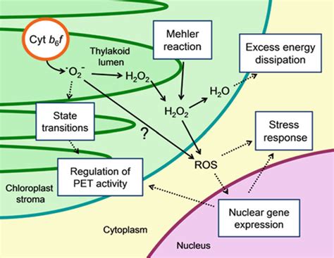 2 Function Of Superoxide Produced In Chloroplasts Schematic