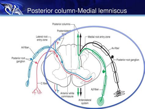 somatosensory system ch blumenfield powerpoint