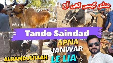 Bakra Eid Ka Janwar Le Liya Aaj Eid Ul Adha Cow Mandi Tando