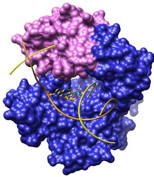 What is DNA Polymerase?