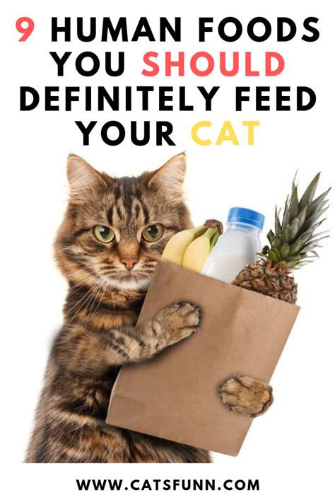 9 Human Foods You Should Definitely Feed Your Cat Best Cat Food