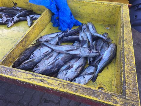 Why certified seafood is so important to Chilean fisheries