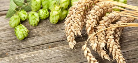 Houblon Les Bienfaits M Connus De Cette Plante Sur La Sant Le Mag