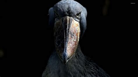 Shoebill wallpaper - Animal wallpapers - #33706