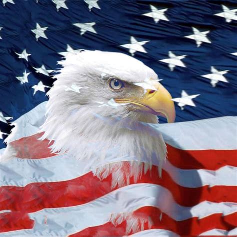 American Eagle Wallpaper - WallpaperSafari