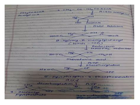 Biosynthetic Pathways Of Secondary Metabolites Ppt