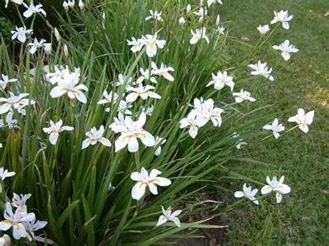 Dietes iridioides