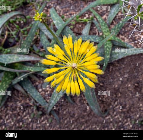 Aloe Species Aloe Sinkatana Native To Northeast Africa Stock Photo