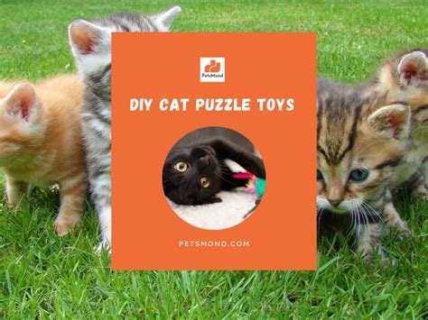 13 DIY Cat Grooming Stations at Home for Happy and Healthy Kitties - Petsmond