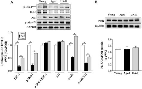 Figure 1 From Ursolic Acid Ameliorates Adipose Tissue Insulin