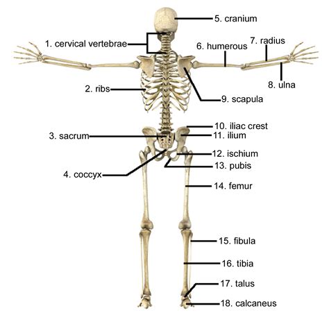 Human Body Back Side Bones - The Skeletal System Human Skeleton Human ...