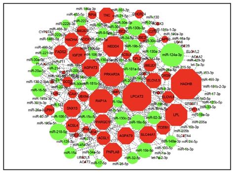 Integrated Analysis Of Mirna Mrna Network Between Mrna And Fig 6 Mirna Download Scientific