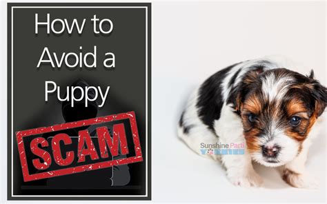 How To Avoid Online Puppy Scams Sunshine Parti Yorkies