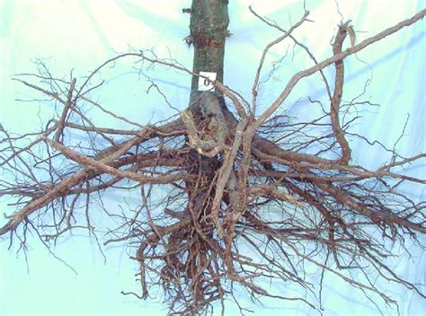 Sistema radicular de una planta de duraznero injertada sobre Pavía