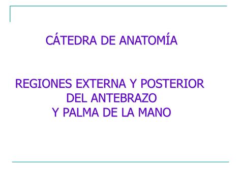 Solution Anatomia Regi Es Externa E Posterior Do Antebra O E Palma As