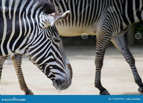 Grevy`s Zebras stock photo. Image of head, close, grevy - 117247310