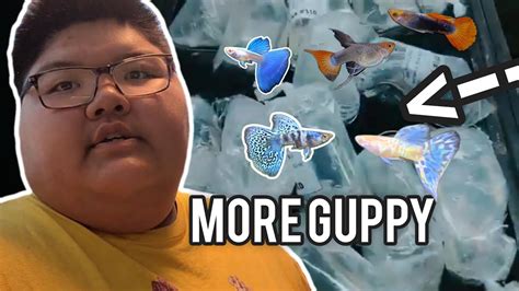 I Got More Guppys Fish Youtube