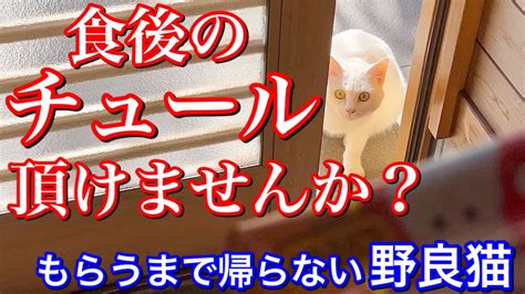 おかわりのチュールをもらう気満々の野良猫が可愛い Youtube