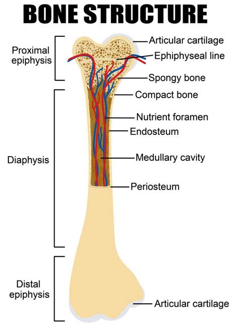 Structure Of Long Bone Labeled Label The Long Bone The Structure Of