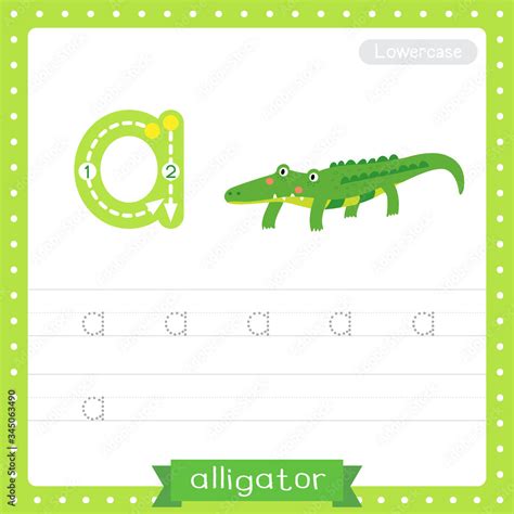 Letter A Lowercase Tracing Practice Worksheet Alligator Stock Vector