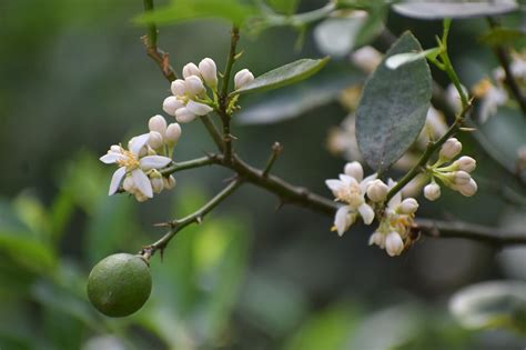 Quanto Tempo Leva Para Um Limoeiro Crescer