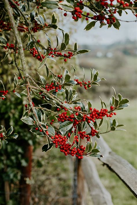 Berry Branches Leaves Tree HD Phone Wallpaper Peakpx