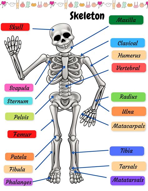 Skeletal System Practice Page Human Bones Activities Sheet Skeleton