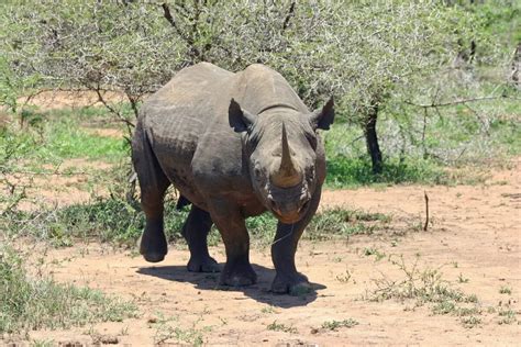 What Are The Predators Of The Black Rhinoceros? - Worldwide Nature