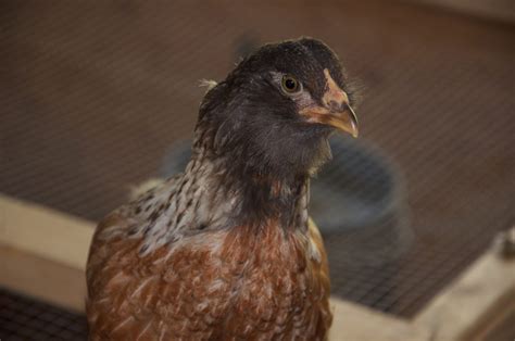 Eight Week Old Easter Egger Pullet Or Cockerel BackYard Chickens