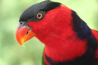 Black Capped Lorikeet At Jurong Bird Park Singapore Flickr