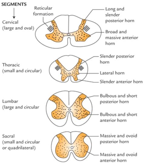 Internal Structure Of The Spinal Cord Learn Human Anatomy