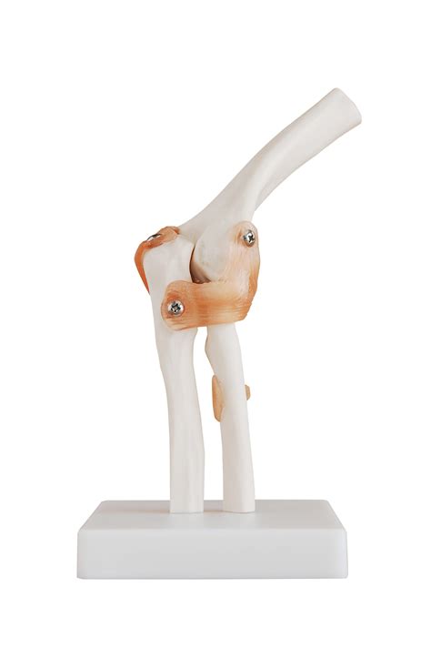 Life Size Anatomical Human Elbow Joint Model Joints Store Medical