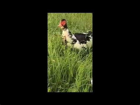 Muscovy Duck Mating Ritual The Corkscrew Youtube