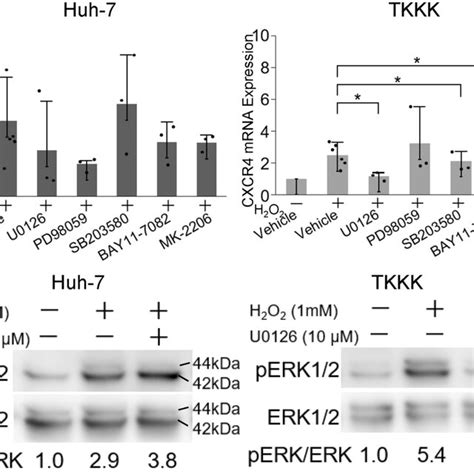 Effect of inhibitors MEK/ERK, p38 MAPK, NF-κB, and PI3K/Akt pathways on ... 