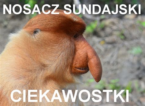 Nosacz Sundajski Ciekawostki O Nosaczach Nosacze Nosacz