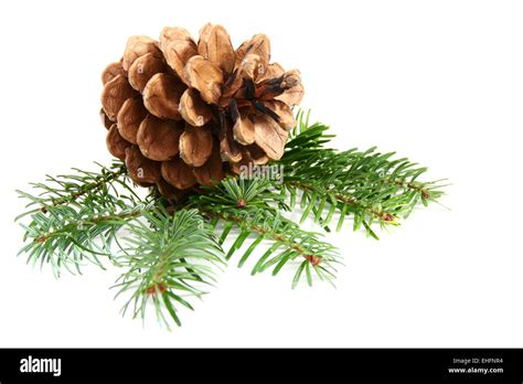 One Pine Cone With Branch Stock Photo Alamy