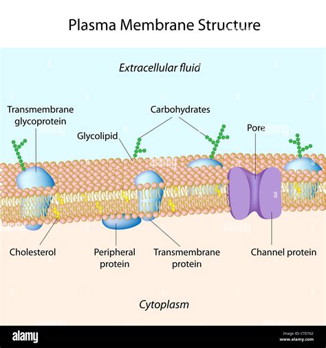 Plasma Membrane Immagini E Fotografie Stock Ad Alta Risoluzione Alamy