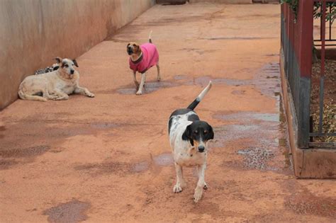 C Digo De Prote O Aos Animais Aprovado E Segue Para San O Do