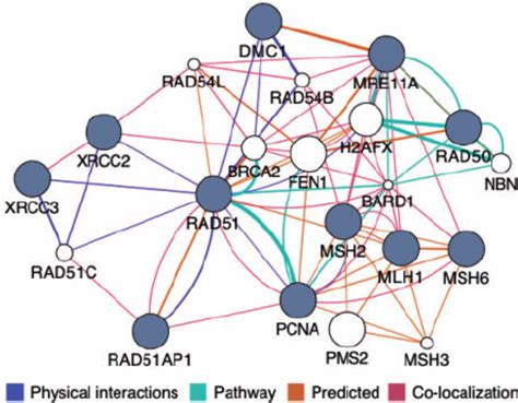 The GeneMANIA Cytoscape Plugin Analysis View Showing An Example