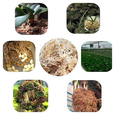 Buy L Sphagnum Moss Substrate Dried Sphagnum Moss Moisturizing Peat