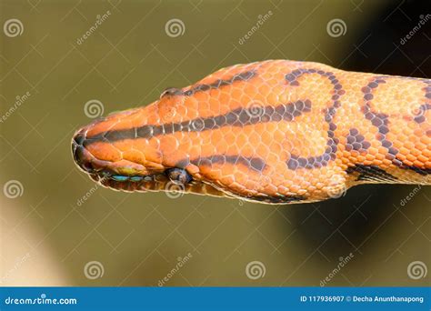 Rainbow snake stock image. Image of strike, mirror, reptile - 117936907