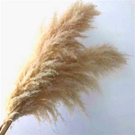 Capim Dos Pampas Plumas Para Decorar Kit 8 Hastes Shopee Brasil