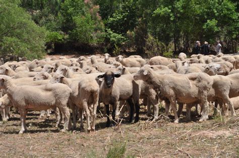 More Trail Pictures – ArizonaSheepHistory.wordpress.com