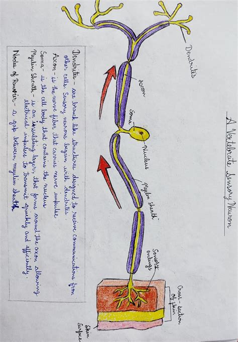 Neurophysiology What Are Cranial Nerve Nuclei Biology