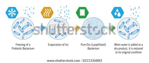 Lyophilization: Over 3 Royalty-Free Licensable Stock Vectors & Vector ...