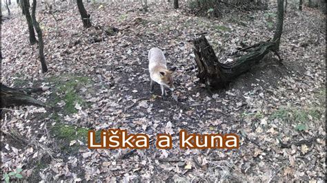 Li Ka A Kuna The Fox And The Marten Lis I Kuna Der Fuchs Und Der