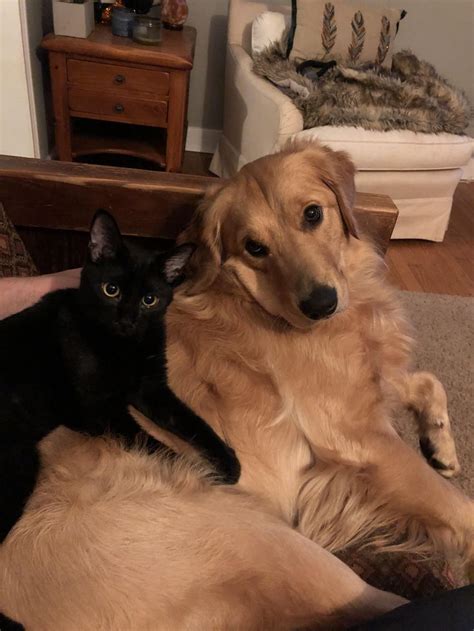 Golden Retriever Kitten Snuggles Black Cat Aesthetic Golden Retriever Art Black Golden