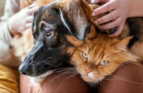 Cuánto Tardan Perros Y Gatos En Olvidar A Sus Dueños Según La Ciencia