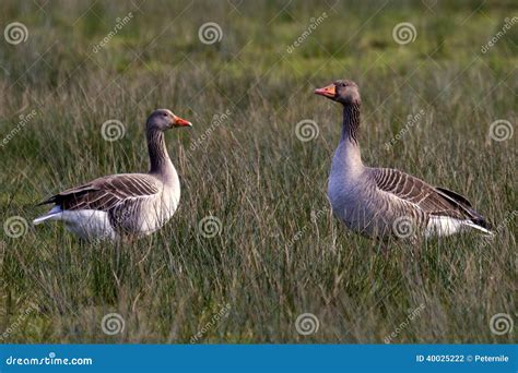 Staring Geese Stock Photo Image Of Geese Romantic Stare 40025222