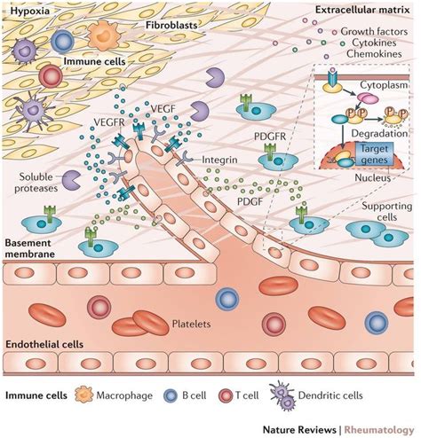 Strategies To Target Proangiogenic Signalling Pathways In Chronic